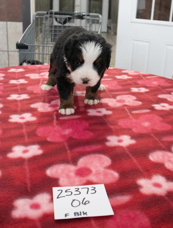 [#25373-06] - Black F Bernese Mountain Dog Puppies For Sale
