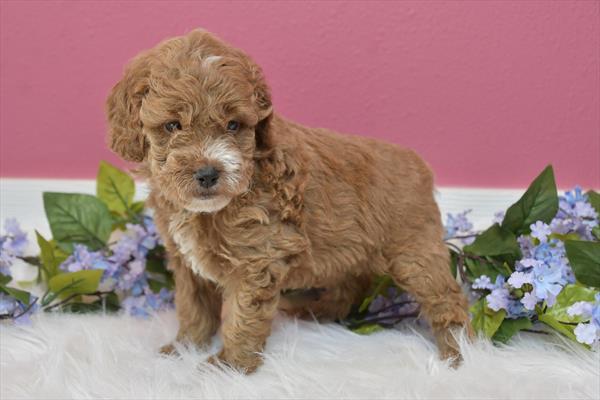 [#25293-07] - Red F Goldendoodle Mini 2nd Gen Puppies For Sale