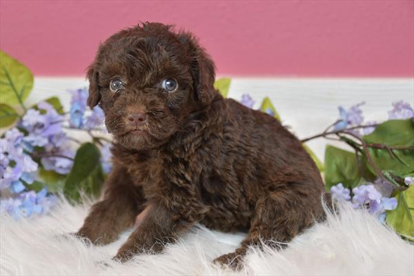 [#25294-07] - Chocolate F Goldendoodle Mini 2nd Gen Puppies For Sale