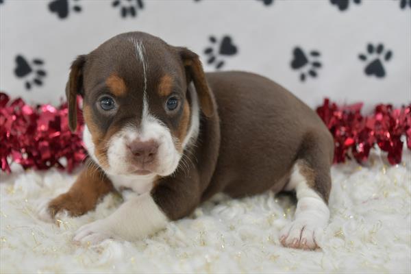 [#25366-04] - Chocolate White Tan F Beabull Puppies For Sale