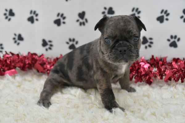 [#25368-01] - Blue Merle M French Bulldog Puppies For Sale