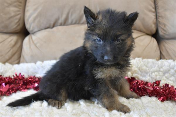 [#25242-02] - Black / Tan M German Shepherd Dog Puppies For Sale