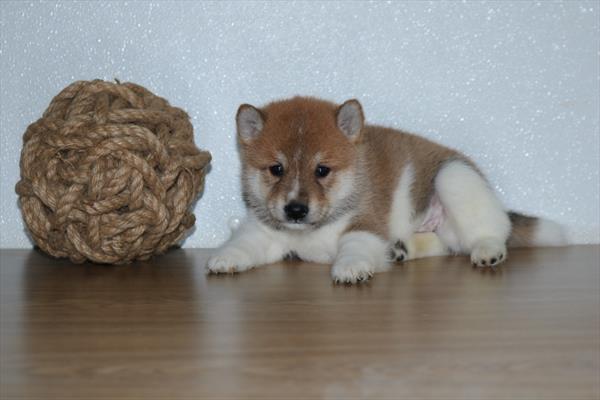 [#25461-02] - Red M Shiba Inu Puppies For Sale