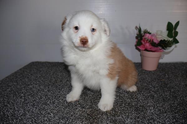 [#25198-04] - Red / White M Australian Shepherd Puppies For Sale