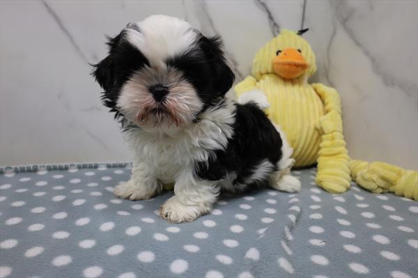 [#25362-01] - Black / White M Shih Tzu Puppies For Sale