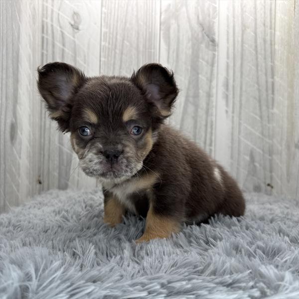 [#25245-03] - Chocolate M French Bulldog Puppies For Sale