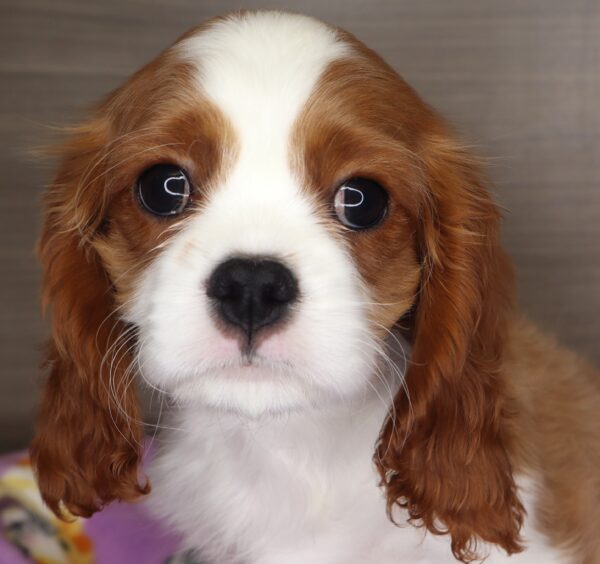 [#25153-02] - Blenheim M Cavalier King Charles Spaniel Puppies For Sale