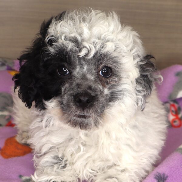 [#25204-01] - White / Black M Poodle Puppies For Sale