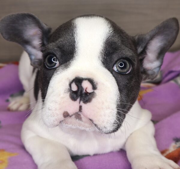 [#2521-01] - M French Bulldog Puppies For Sale