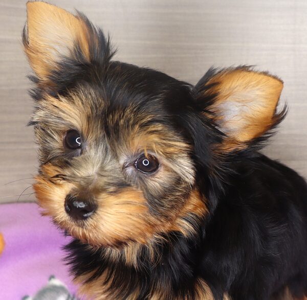 [#25502-02] - Black / Tan F Yorkshire Terrier Puppies For Sale