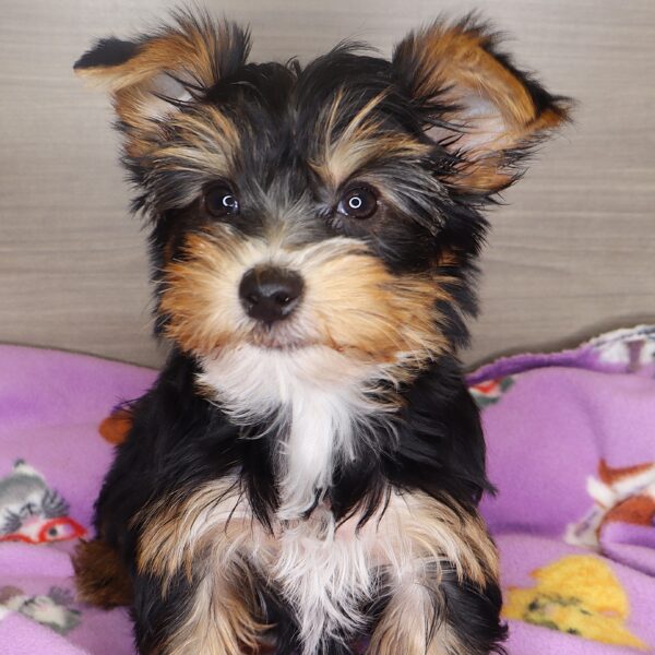 [#25502-01] - Black / Tan M Yorkshire Terrier Puppies For Sale