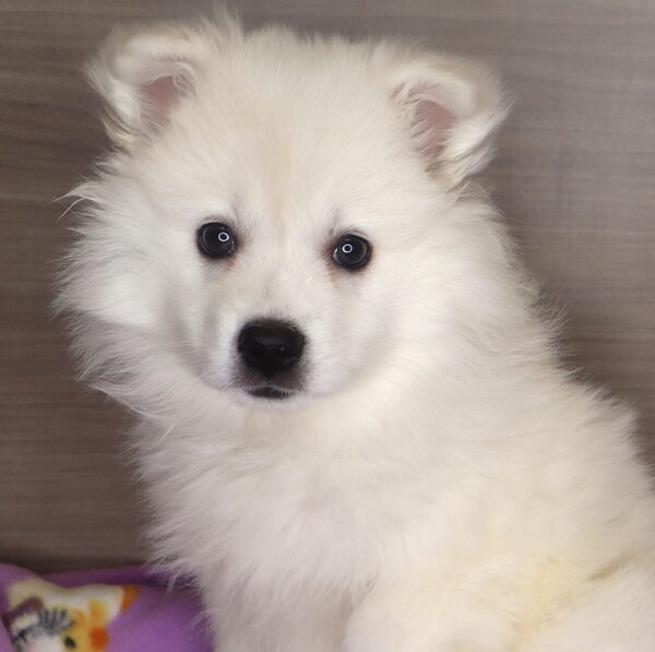 [#25498-03] - White F American Eskimo Dog Puppies For Sale