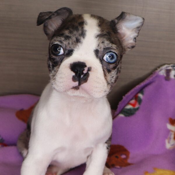 [#25331-03] - Blue Merle / White F Boston Terrier Puppies For Sale