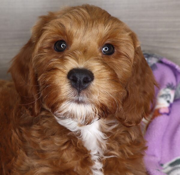 [#25293-04] - Red M Goldendoodle Mini 2nd Gen Puppies For Sale