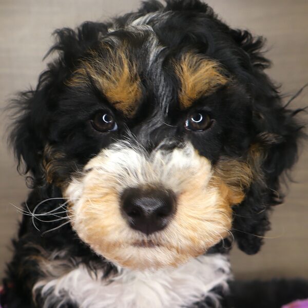 [#25246-07] - Black M Bernedoodle Mini 2nd Gen Puppies For Sale