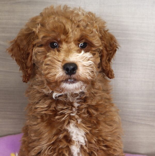 [#25293-07] - Red F Goldendoodle Mini 2nd Gen Puppies For Sale