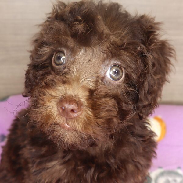 [#25294-07] - Chocolate F Goldendoodle Mini 2nd Gen Puppies For Sale