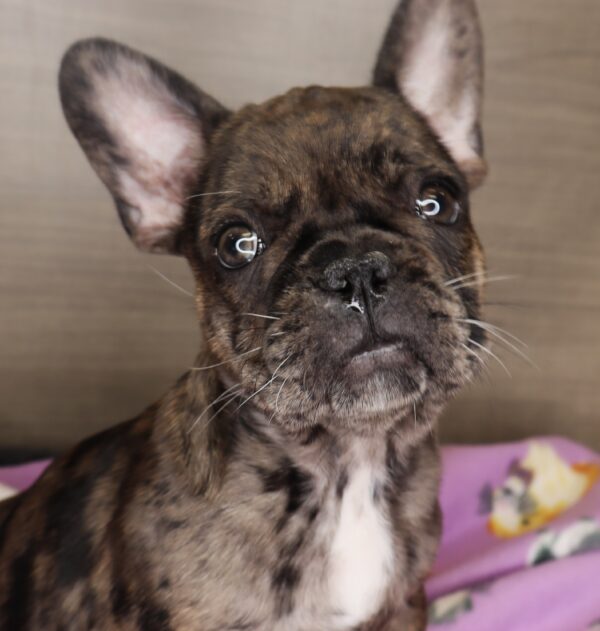 [#25368-01] - Blue Merle M French Bulldog Puppies For Sale