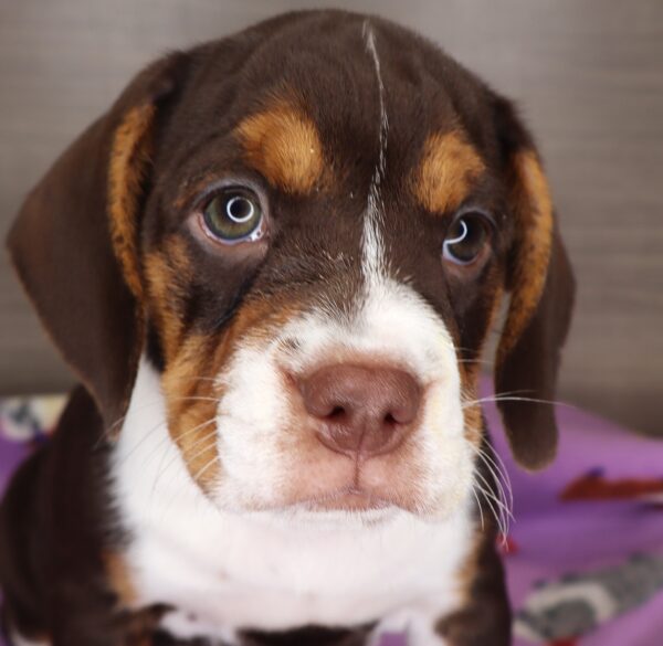 [#25366-04] - Chocolate White Tan F Beabull Puppies For Sale