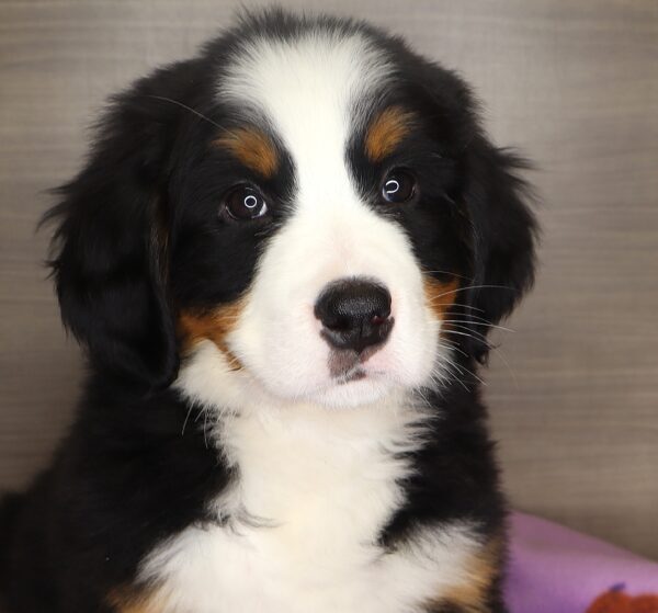 [#25373-06] - Black F Bernese Mountain Dog Puppies For Sale