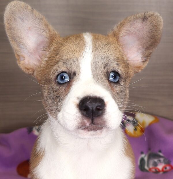 [#25443-02] - Blue Fawn Merle F French Bulldog/Pembroke Welsh Corgi Puppies For Sale