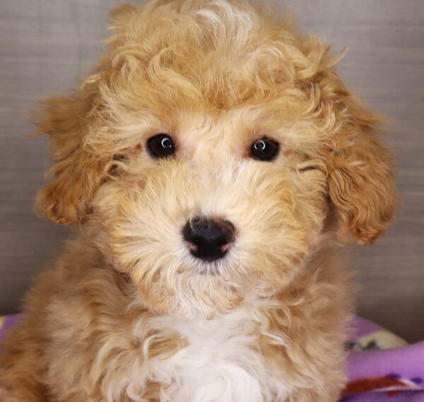 [#25688-02] - Apricot M Bichapoo Puppies For Sale