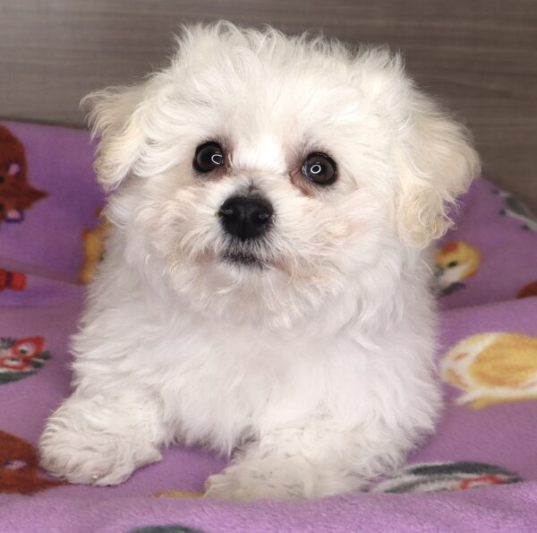 [#25284-01] - White M Bichon Frise Puppies For Sale