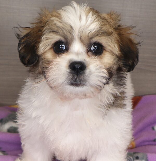 [#25323-05] - Sable / White F Teddy Bear Puppies For Sale