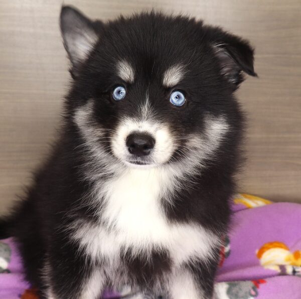 [#25324-01] - Black / Tan M Pomsky Puppies For Sale