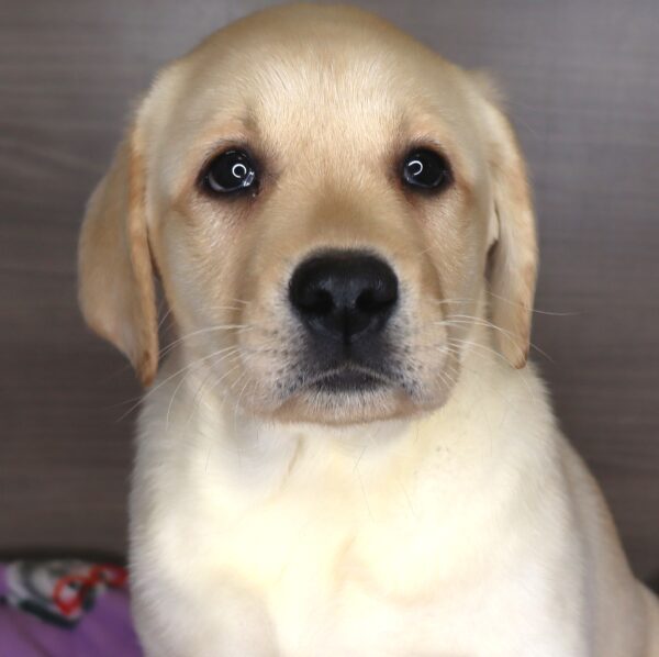 [#25371-05] - Yellow F Labrador Retriever Puppies For Sale