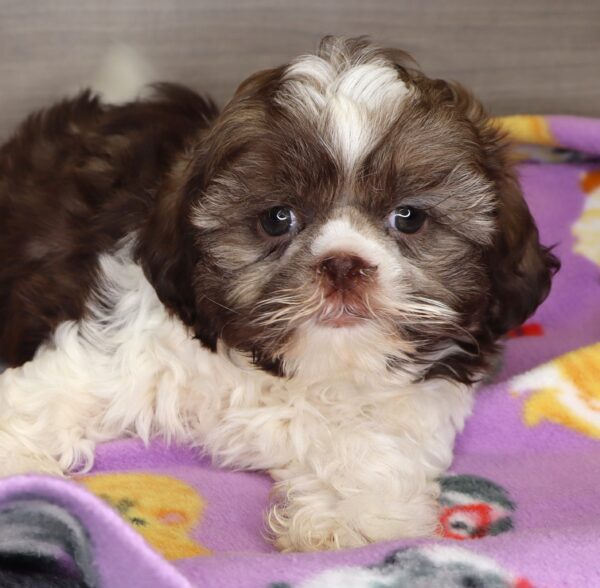 [#25399-02] - Brown / White M Shih Tzu Puppies For Sale