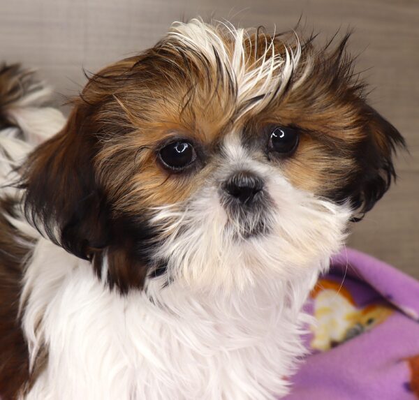 [#25230-06] - Brindle / White F Shih Tzu Puppies For Sale