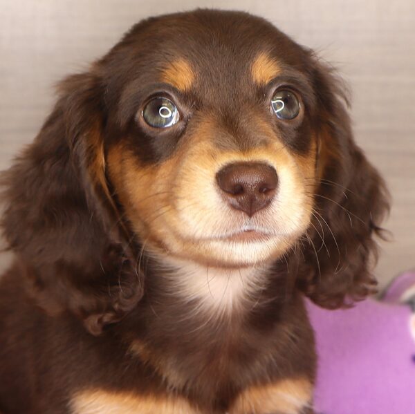 [#252-01] - Chocolate / Tan M Dachshund Puppies For Sale