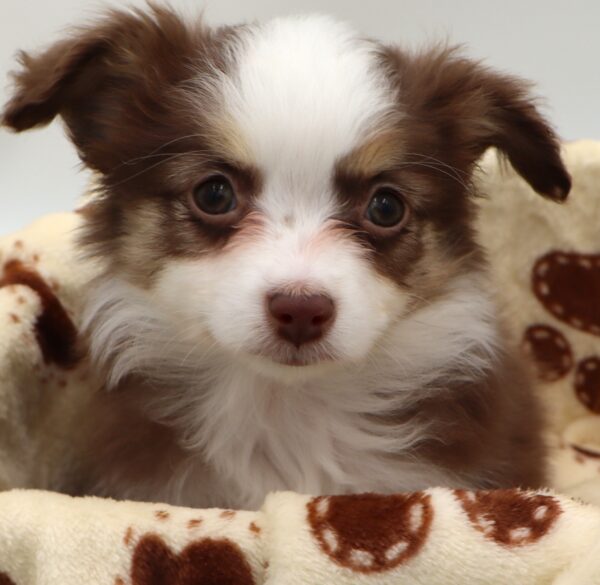[#25819-02] - Red / White F Australian Shepherd Puppies For Sale