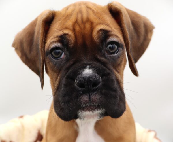 [#25839-06] - Fawn M Boxer Puppies For Sale