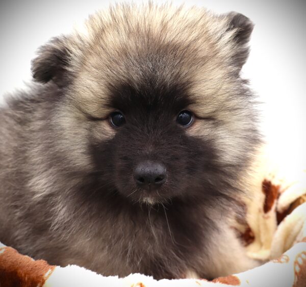[#25944-04] - Gray / Black M Keeshond Puppies For Sale
