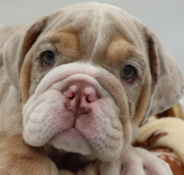 [#25956-03] - Blue Merle M English Bulldog Puppies For Sale