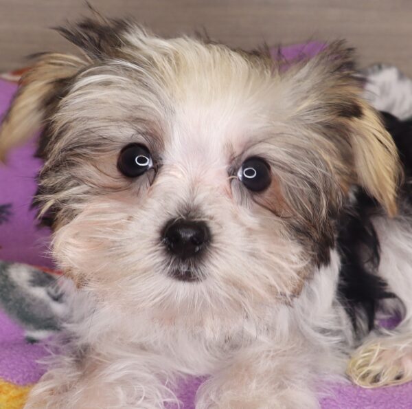 [#25205-03] - Sable / White F Morkie Puppies For Sale
