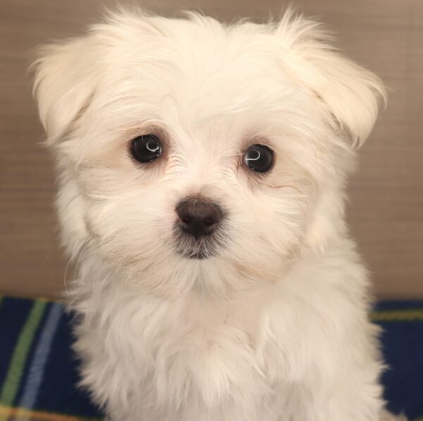 [#25770-01] - White M Maltese Puppies For Sale