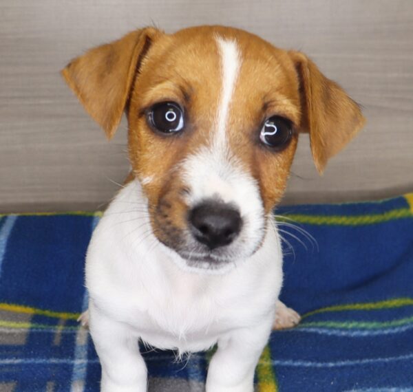 [#25541-01] - Brown / White M Jack Russell Terrier Puppies For Sale