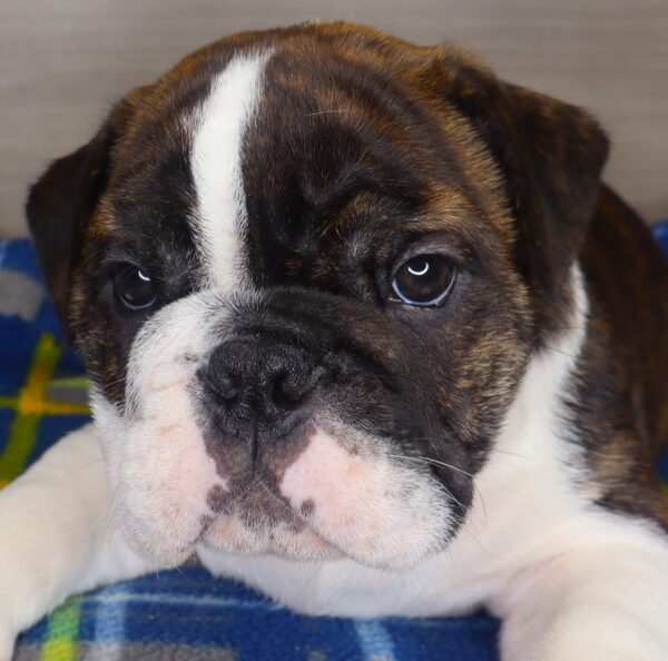 [#257-05] - Brindle / White M Bulldog Puppies For Sale