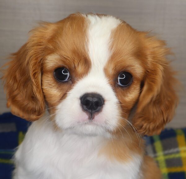 [#25568-01] - Blenheim M Cavalier King Charles Spaniel Puppies For Sale