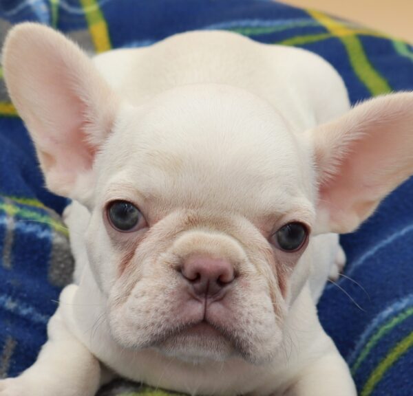 [#25549-04] - Cream / White F French Bulldog Puppies For Sale