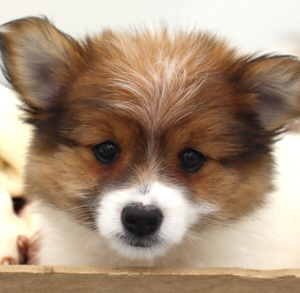 [#25699-03] - White / Brown M Pomeranian/Yorkie Puppies For Sale