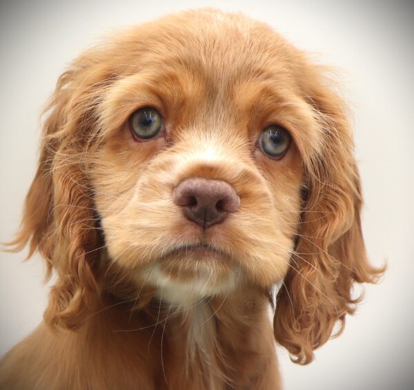 [#255-01] - Apricot F Cocker Spaniel Puppies For Sale