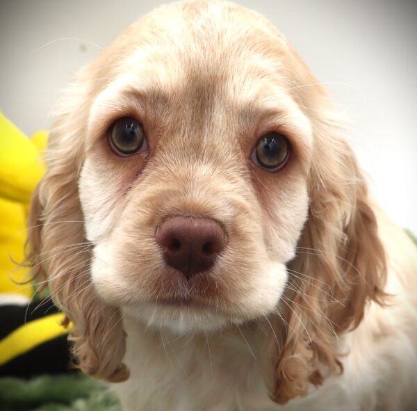 [#255-02] - Buff F Cocker Spaniel Puppies For Sale
