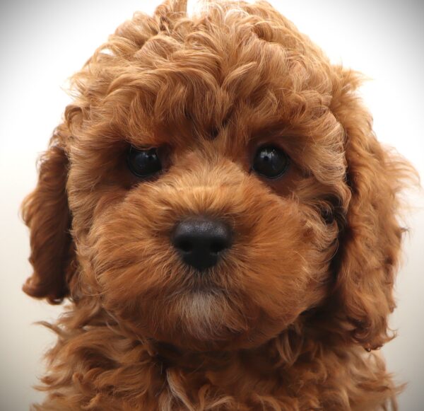[#256-04] - Apricot M Cock A Poo 2nd Gen Puppies For Sale