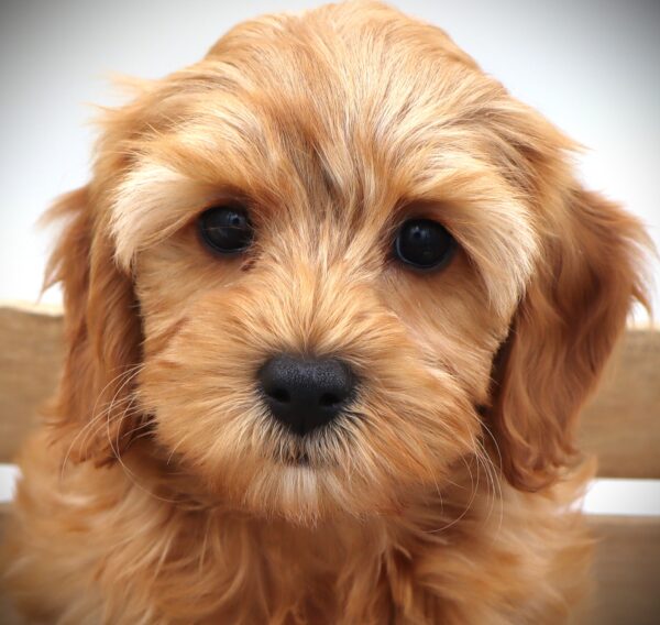 [#256-05] - Apricot F Cock A Poo 2nd Gen Puppies For Sale