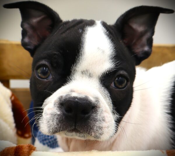 [#25642-03] - White / Black M Boston Terrier Puppies For Sale