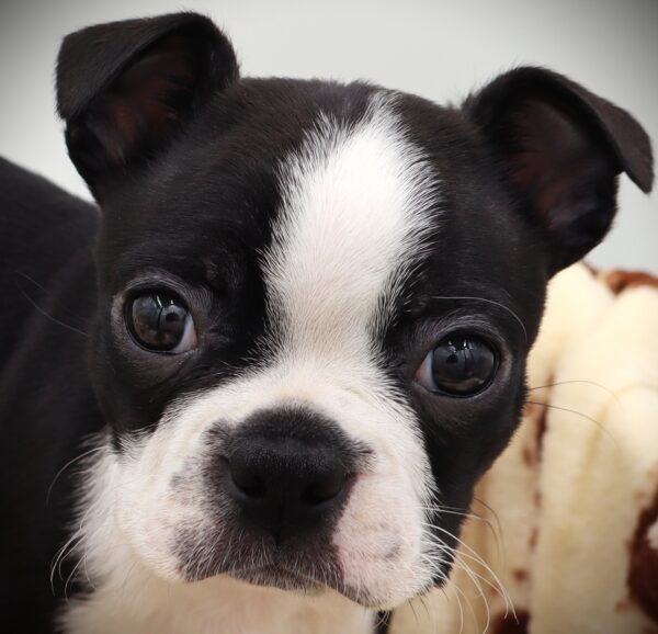 [#25761-01] - Black / White F Boston Terrier Puppies For Sale